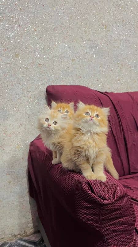 Persian kittens for sale only CONTACT whatup 03292450497 4