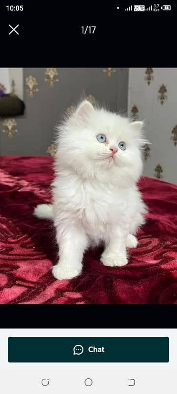 Persian kittens for sale only CONTACT whatup 03292450497 5