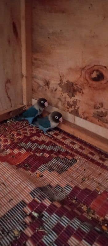 blue parsanta pair hai guranted breeder adult hai bilkul 0