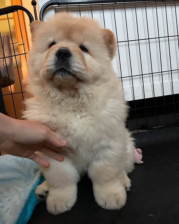 chow chow imported pedigree puppy available here 1