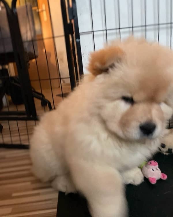 chow chow imported pedigree puppy available here 2