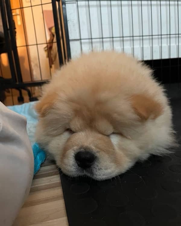 chow chow imported pedigree puppy available here 3