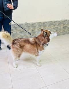 Siberian husky male wollycoated