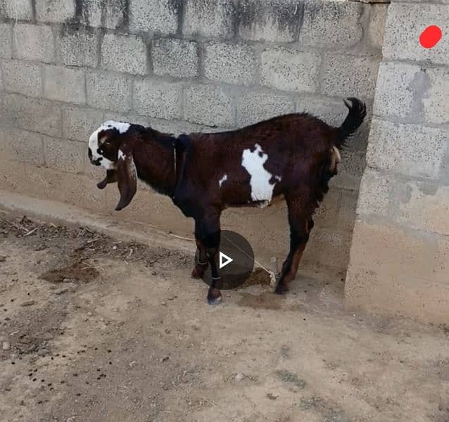 Breeder Bakra and Makhi Chini Bakrian for sale 0