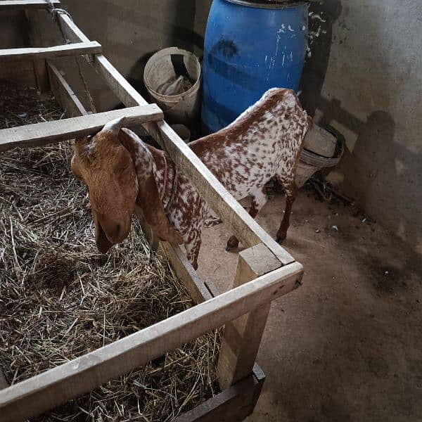 Breeder Bakra and Makhi Chini Bakrian for sale 2