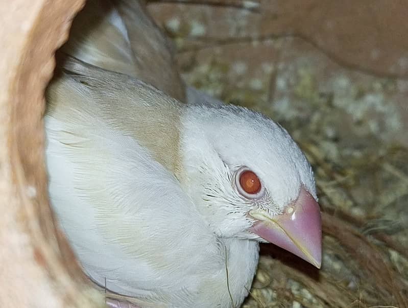 Albino Java red eyes 2