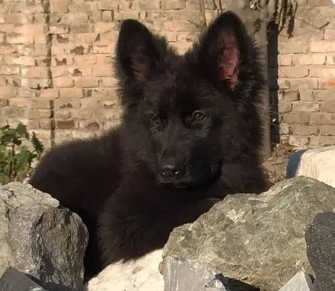 German shepherd black pure original puppy available here 0