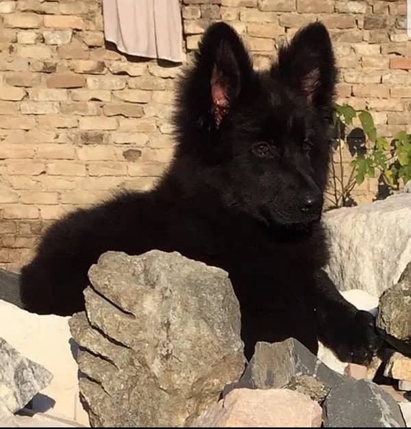 German shepherd black pure original puppy available here 1