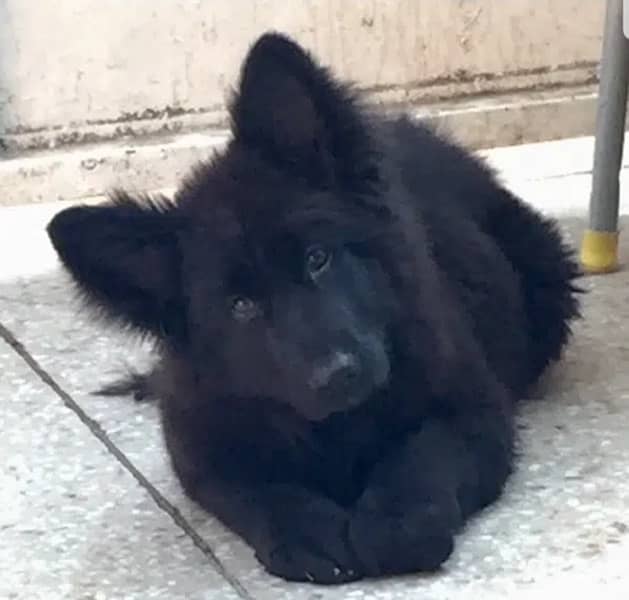 German shepherd black pure original puppy available here 2