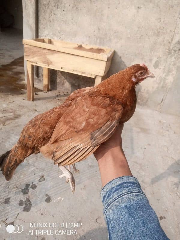 Desi hens 5