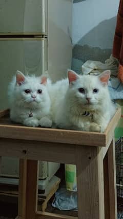 White Persian Cats Pair