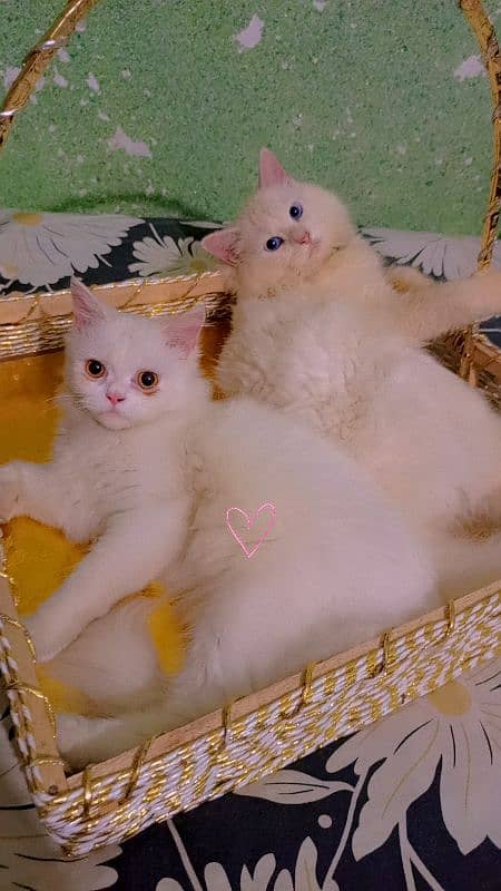 White Persian Cats Pair 1