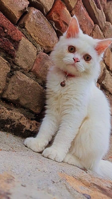 White Persian Cats Pair 2