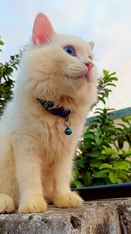 White Persian Cats Pair 3