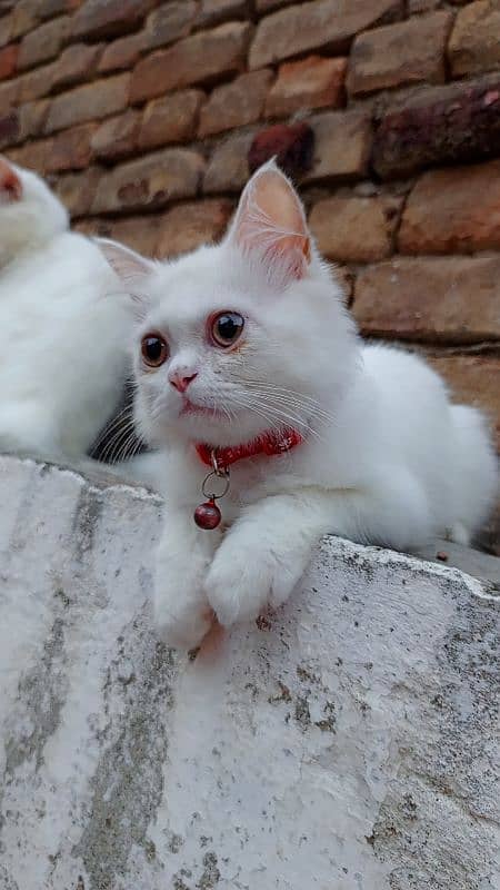 White Persian Cats Pair 4