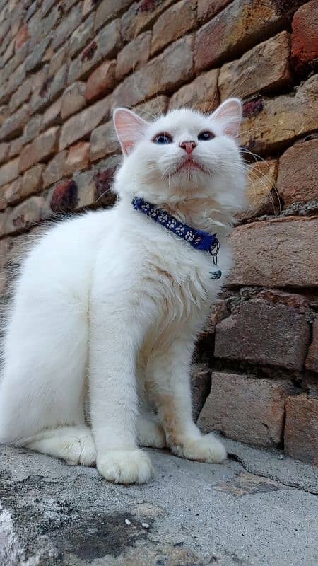 White Persian Cats Pair 5