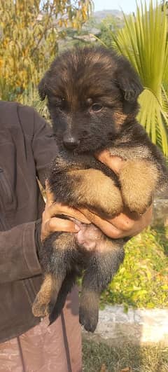 Black and Tan German Shepherd