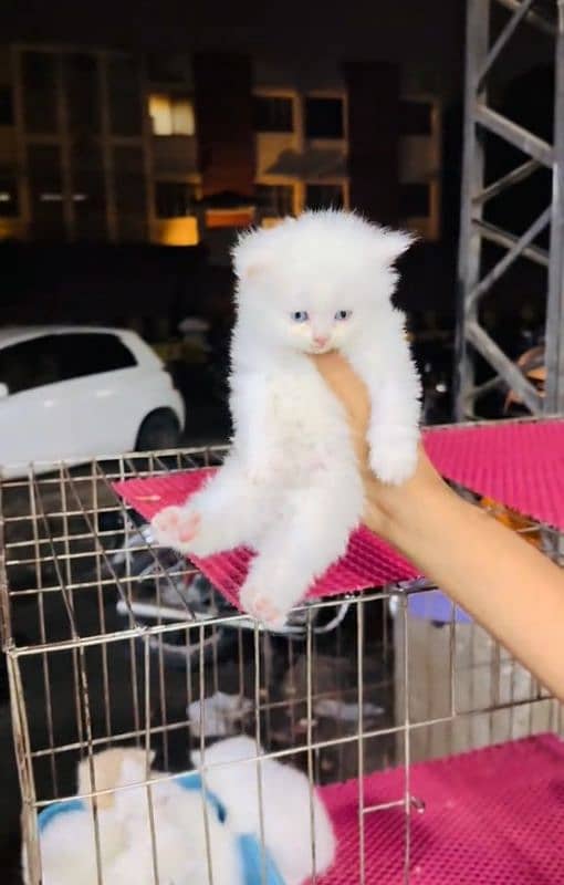 Persian cat 2 month age for Sale 1