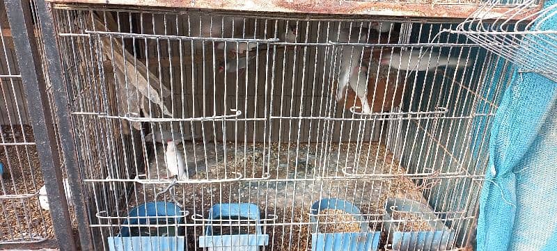 Iron cage java and dove for sale 2