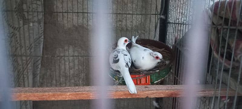 Iron cage java and dove for sale 3