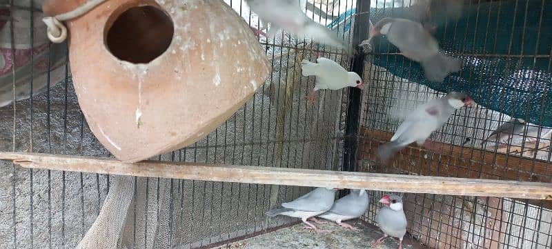 Iron cage java and dove for sale 5