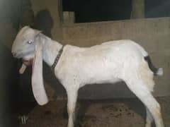 Gulabi male 8 month  Rate final