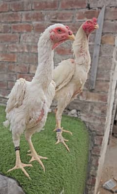 white king shamo top Quality chicks and big king size shamo pair