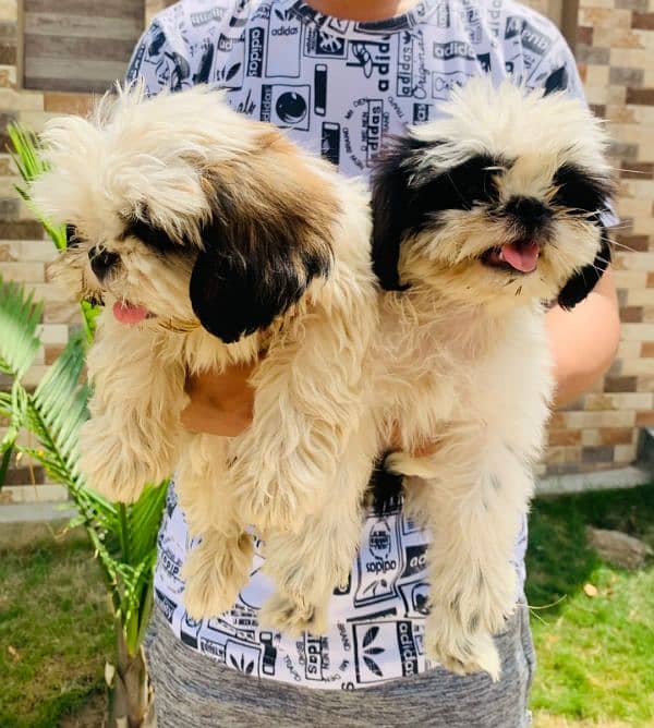 shihtzu puppies 0