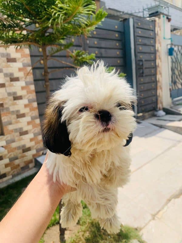 shihtzu puppies 1