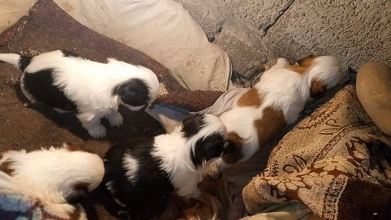 shihtzu puppies 3