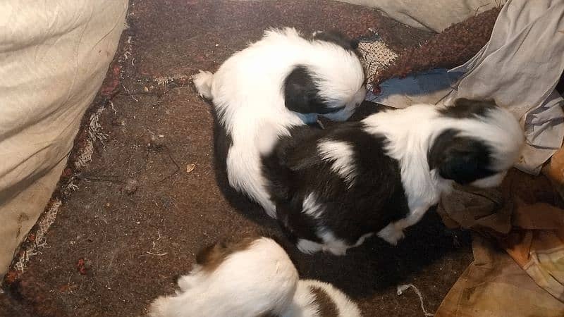 shihtzu puppies 5