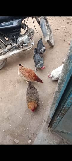 5 ghr ke desi hens 5 anday datey hyn 2000 ke ayk