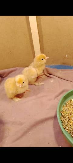 2 Golden Heavy Buff chicks available