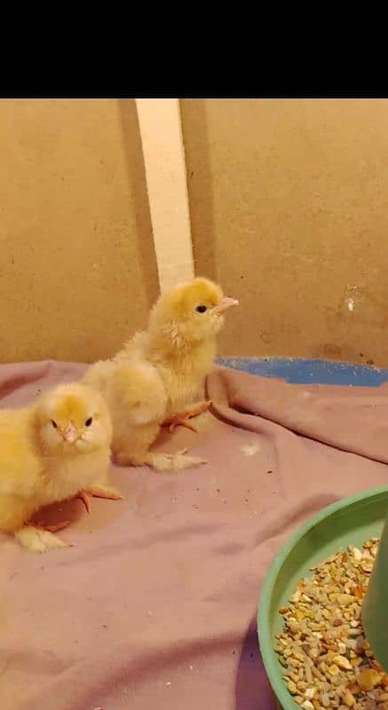 2 Golden Heavy Buff chicks available 2