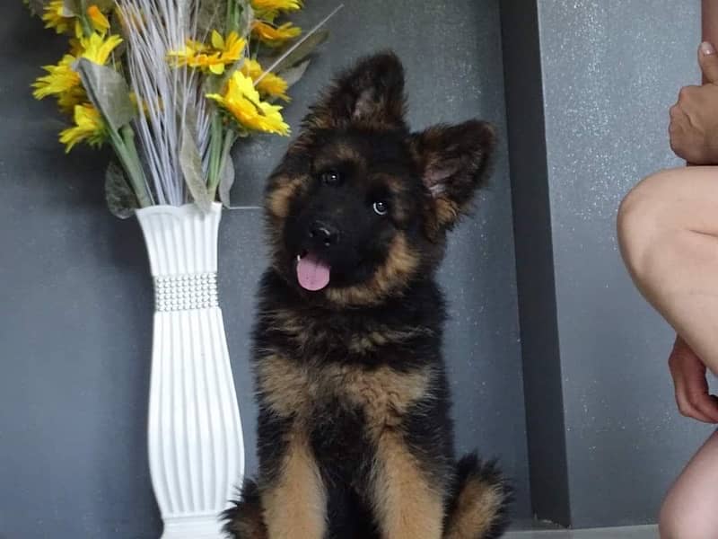 German shepherd imported pink pedigree puppy available 0