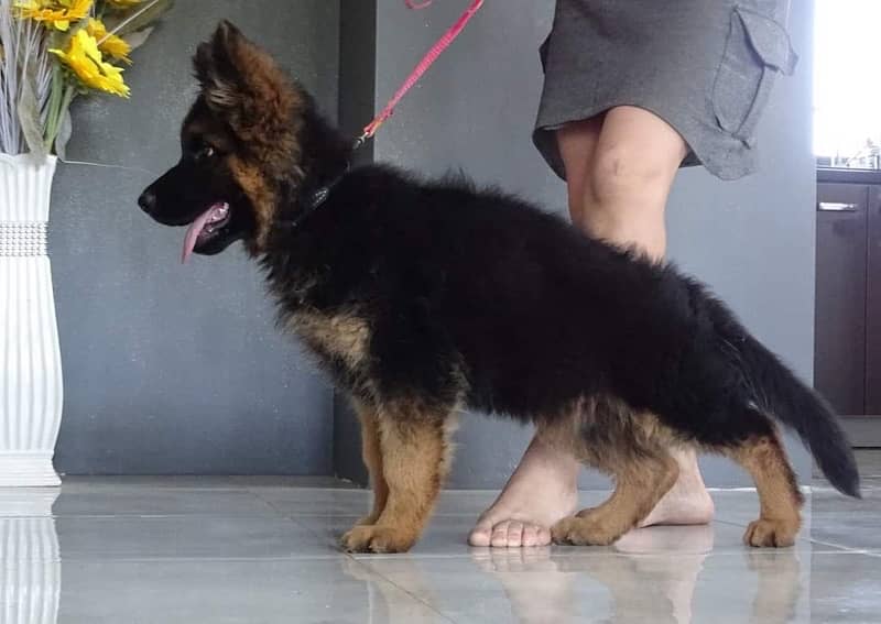 German shepherd imported pink pedigree puppy available 1