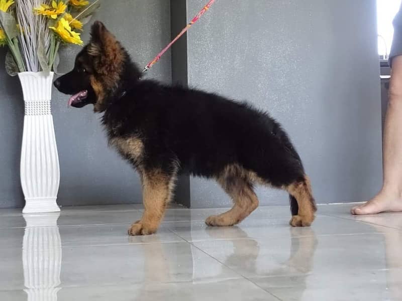 German shepherd imported pink pedigree puppy available 2