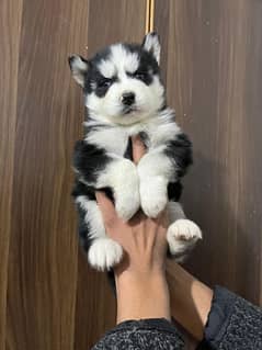 male puppy Saibarian Husky puppy