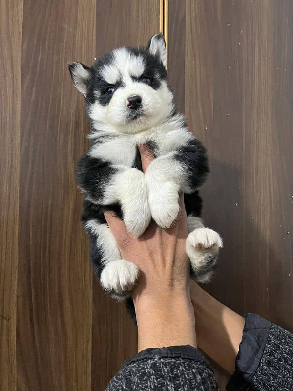 male puppy Saibarian Husky puppy 1