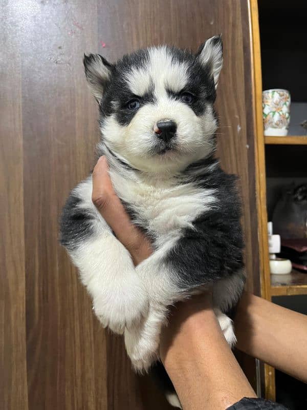 male puppy Saibarian Husky puppy 2