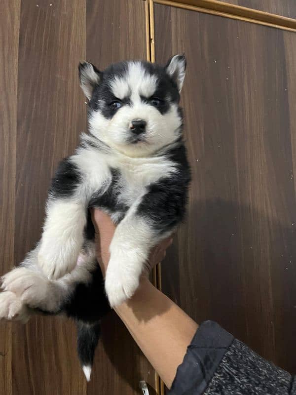 male puppy Saibarian Husky puppy 3