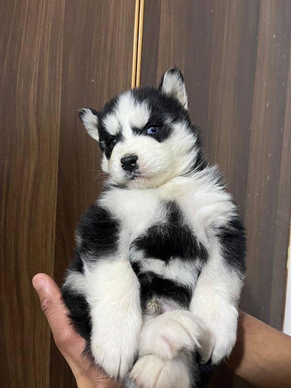 male puppy Saibarian Husky puppy 4