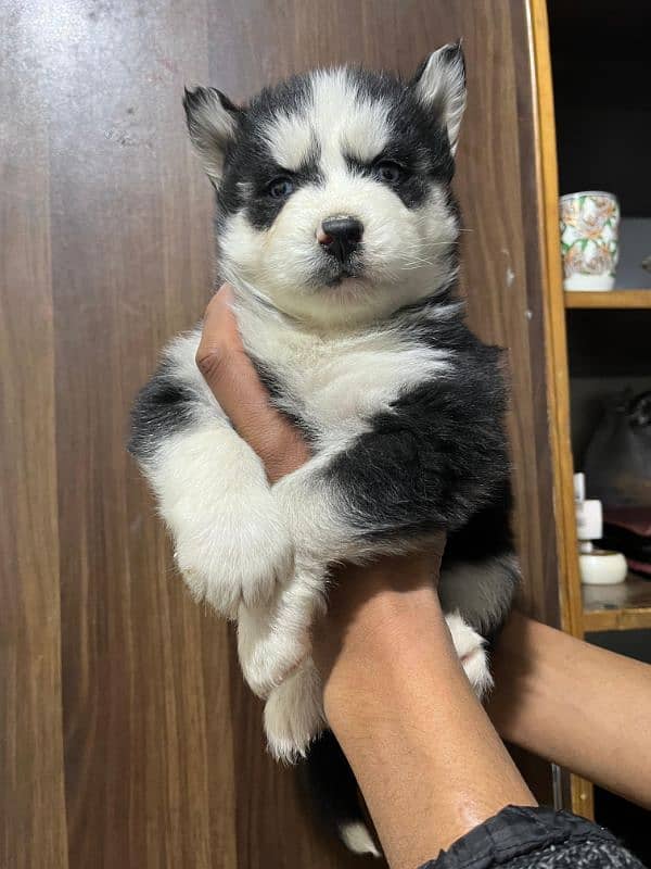 male puppy Saibarian Husky puppy 5