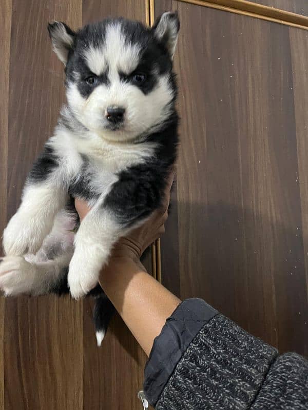 male puppy Saibarian Husky puppy 6