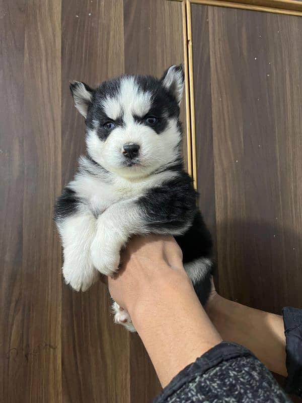 male puppy Saibarian Husky puppy 7