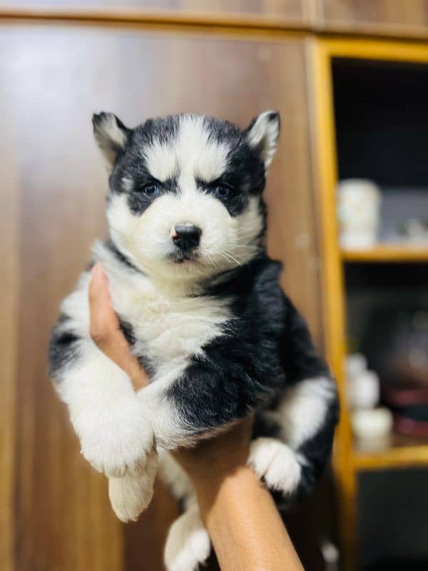 male puppy Saibarian Husky puppy 8