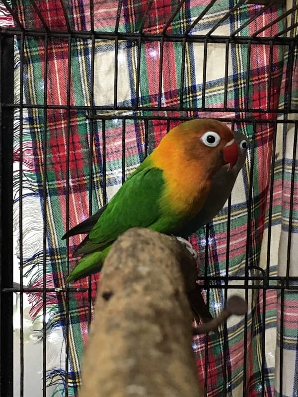 lovebird for sale 0