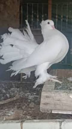 lakha pigeons