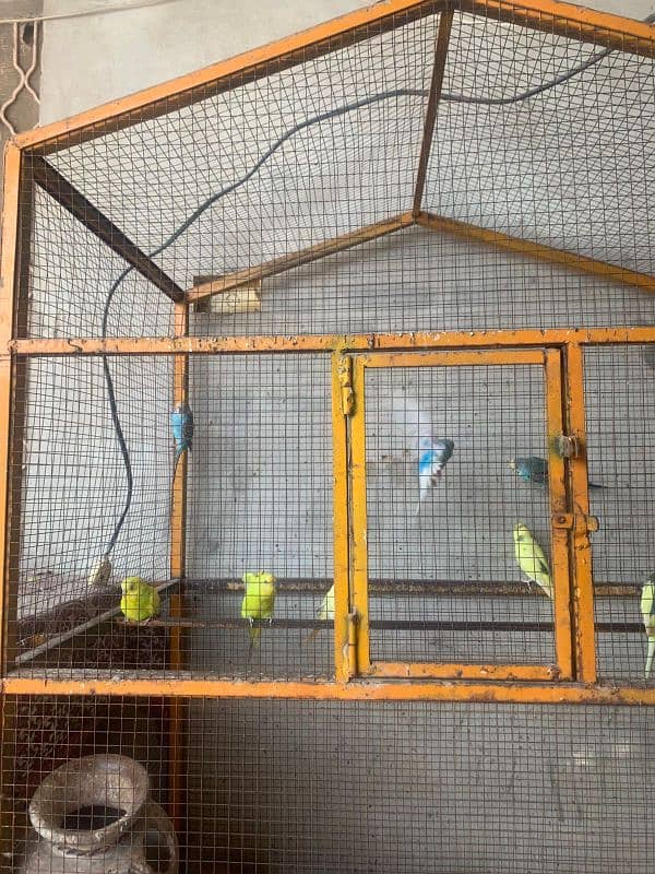 Metal cage with parrots for sale . urgent sale 1