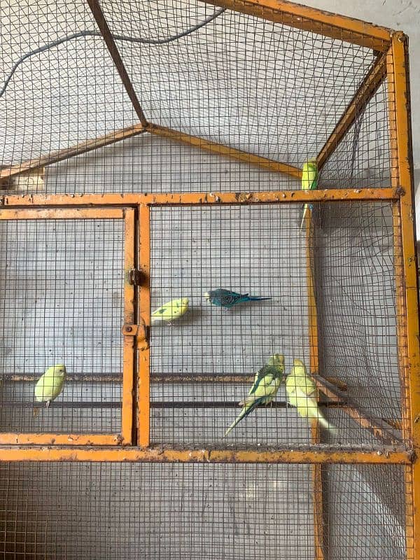 Metal cage with parrots for sale . urgent sale 2